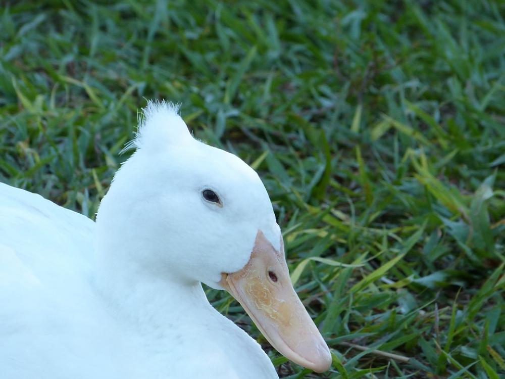 Mallard Bird Florida Feather White Hair-Do Mallard Bird Florida Feather White Hair-Do