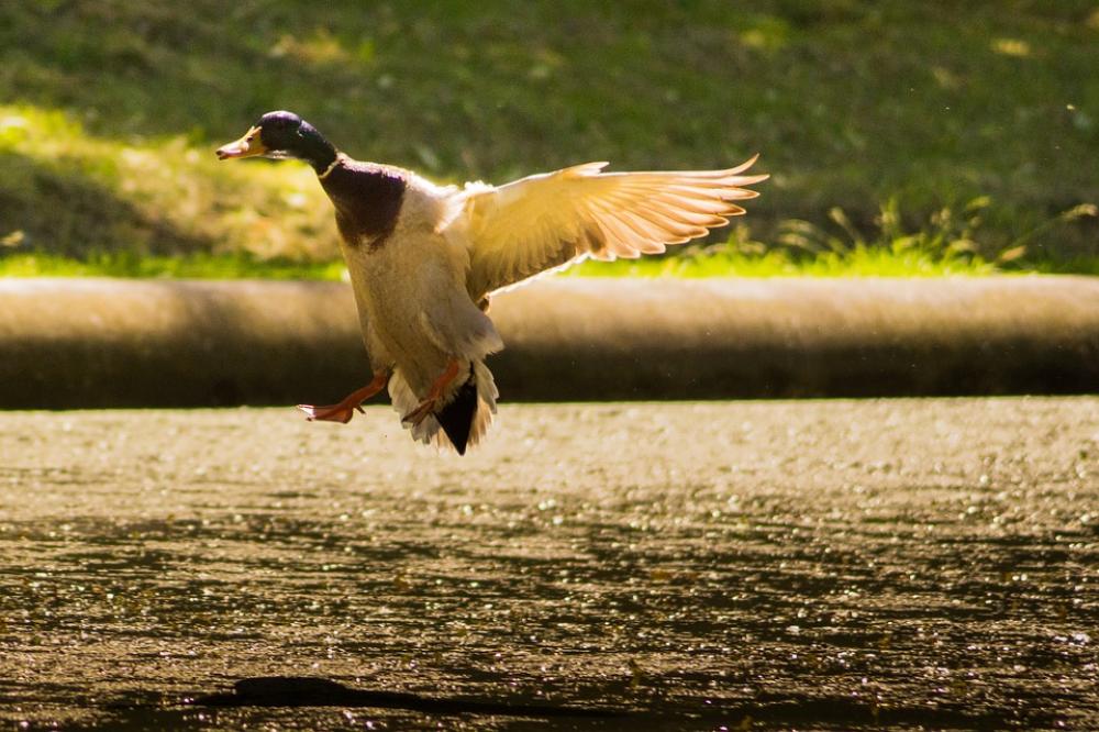 Mallard Landing Duck Flying Wings Fluttering Park Mallard Landing Duck Flying Wings Fluttering Park