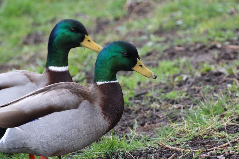 Mallards Drake Mallard Duck Bird Entenmaennchen Mallards Drake Mallard Duck Bird Entenmaennchen