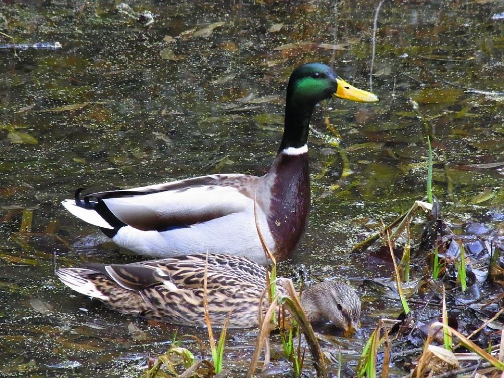 Mallards Anas Platyrhynchos Ducks Birds Animals Mallards Anas Platyrhynchos Ducks Birds Animals