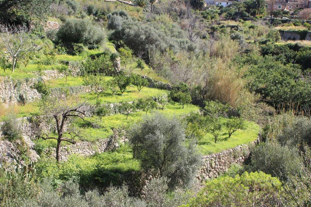 Mallorca Olive Grove Olive Trees Green Nature Mallorca Olive Grove Olive Trees Green Nature