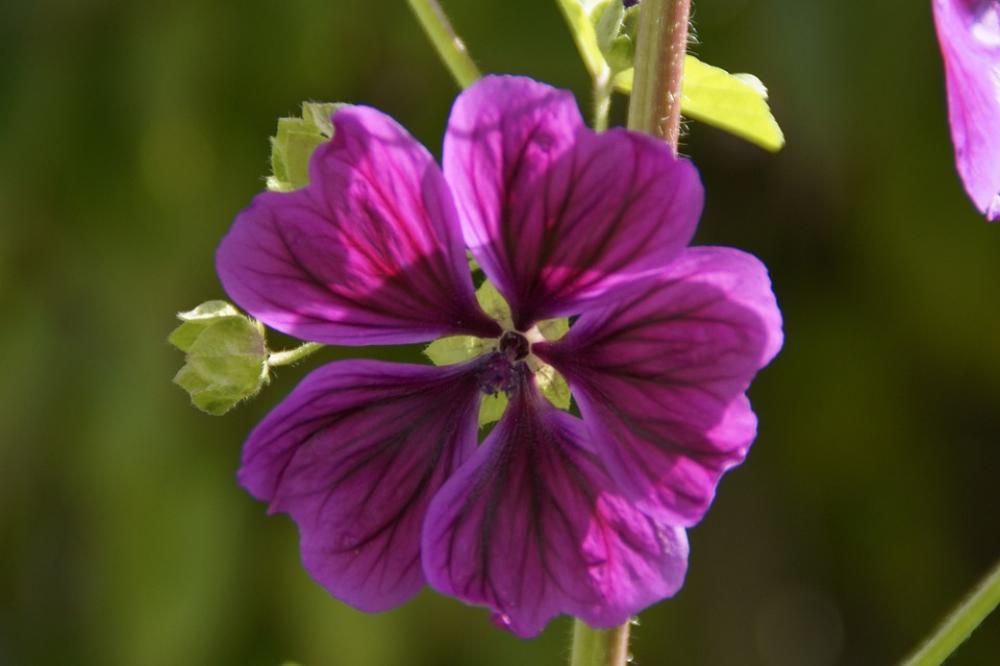 Mallow Purple Flower Blossom Bloom Purple Flower Mallow Purple Flower Blossom Bloom Purple Flower