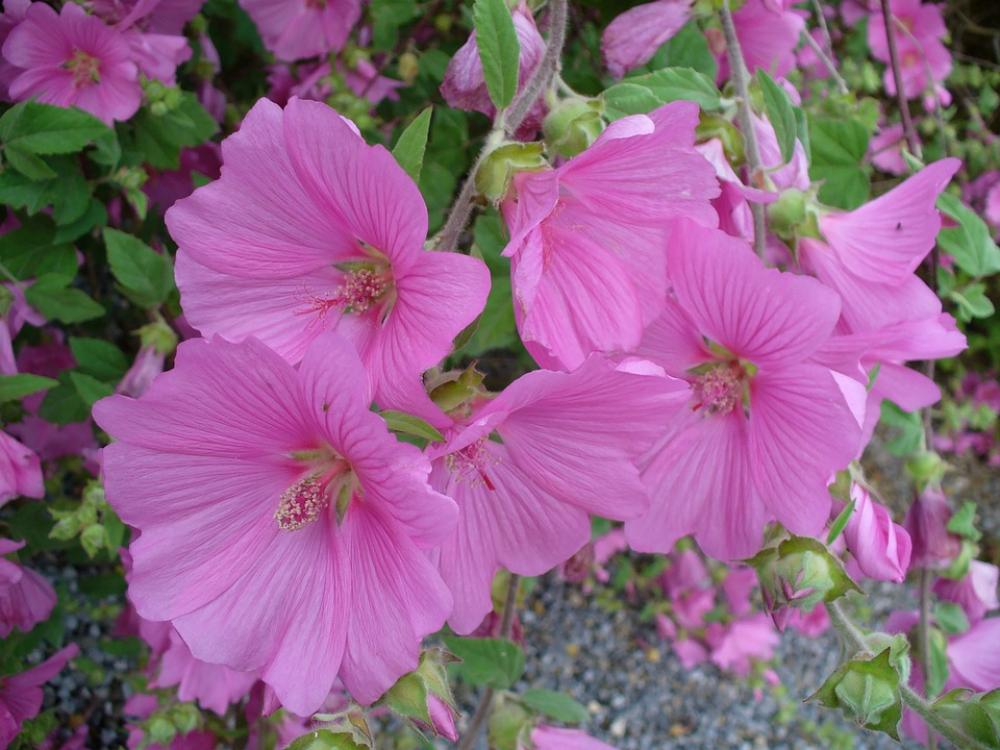 Mallow Flower Nature Pink Plant Mallow Flower Nature Pink Plant