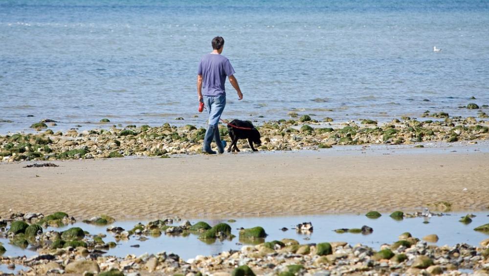 Man Dog Walking Beach Labrador Black Animal Man Dog Walking Beach Labrador Black Animal