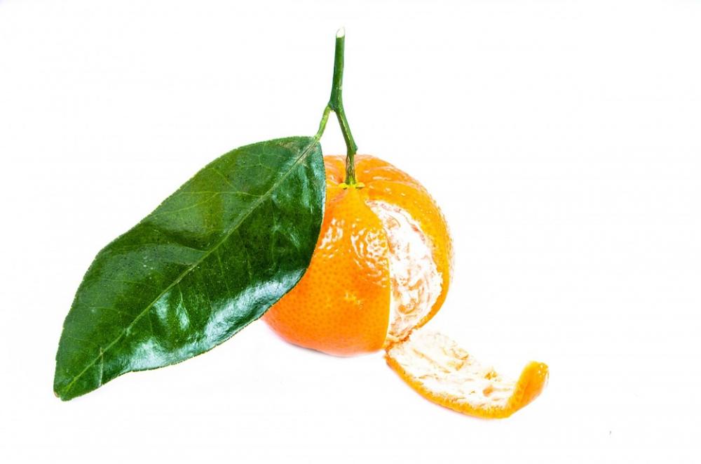 Mandarin Green White Leaf Close-Up Isolated Mandarin Green White Leaf Close-Up Isolated