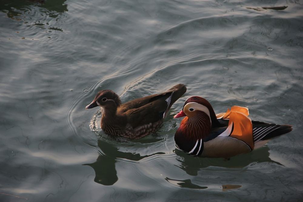 Mandarin Duck Conjugal Love Pairs Brooks Mandarin Duck Conjugal Love Pairs Brooks