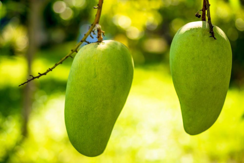 Mango Mango Tree Fruits Fruit Green Mango Mango Mango Tree Fruits Fruit Green Mango