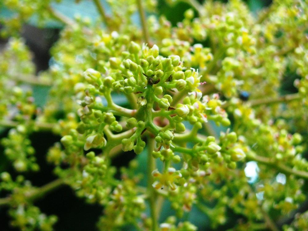 Mango Flowers Plants Green Yellow Mango Flowers Plants Green Yellow