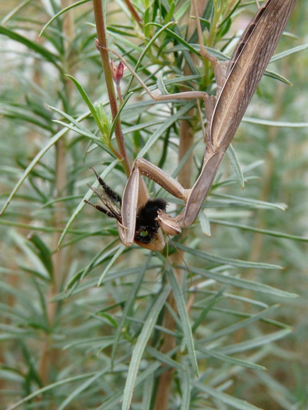 Mantis Insects Nature Macro Mantis Insects Nature Macro