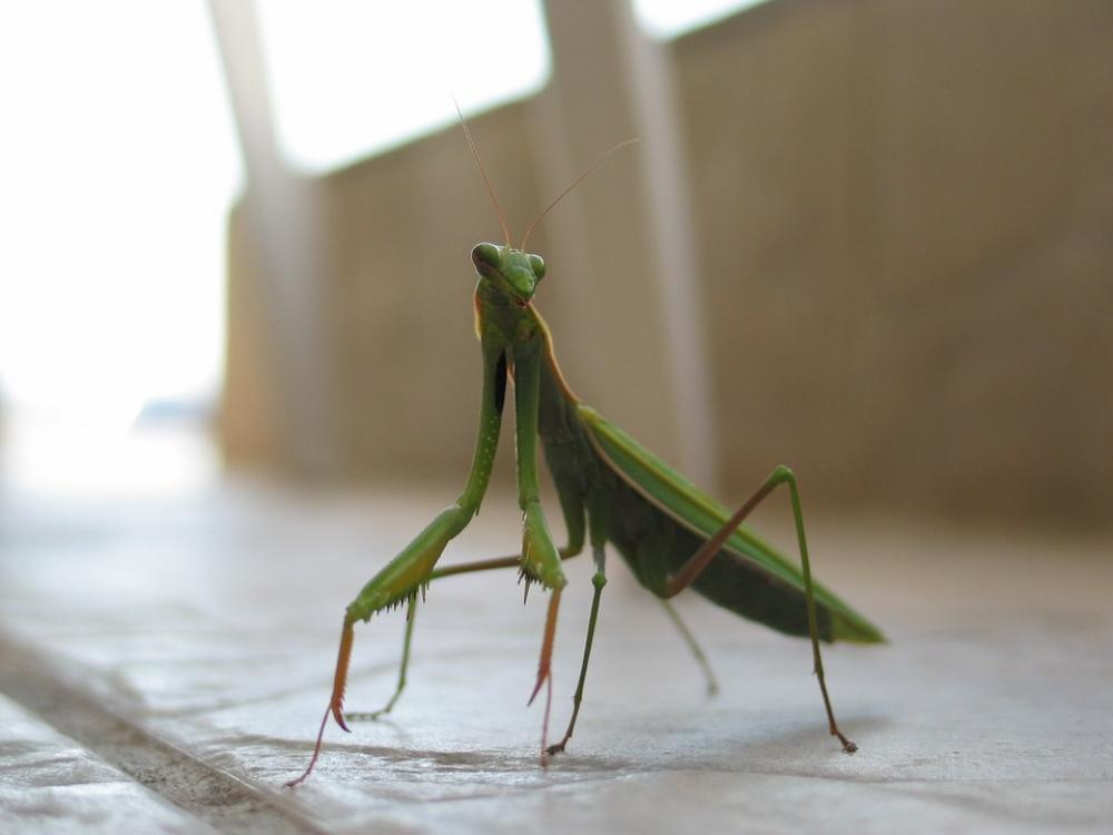 Mantis Insect Green Macro Closeup Antennae Mantis Insect Green Macro Closeup Antennae