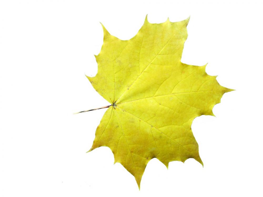 Maple Leaves Emerge Autumn Decoration Maple Leaves Emerge Autumn Decoration