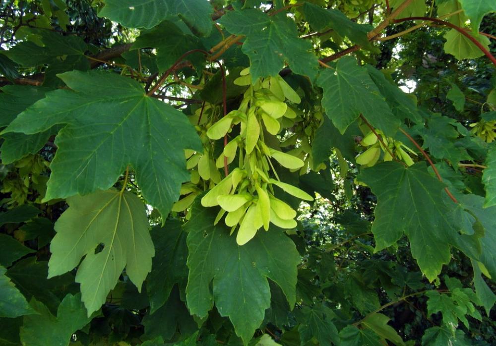 Maple Seeds Odenwald Tree Maple Seeds Odenwald Tree