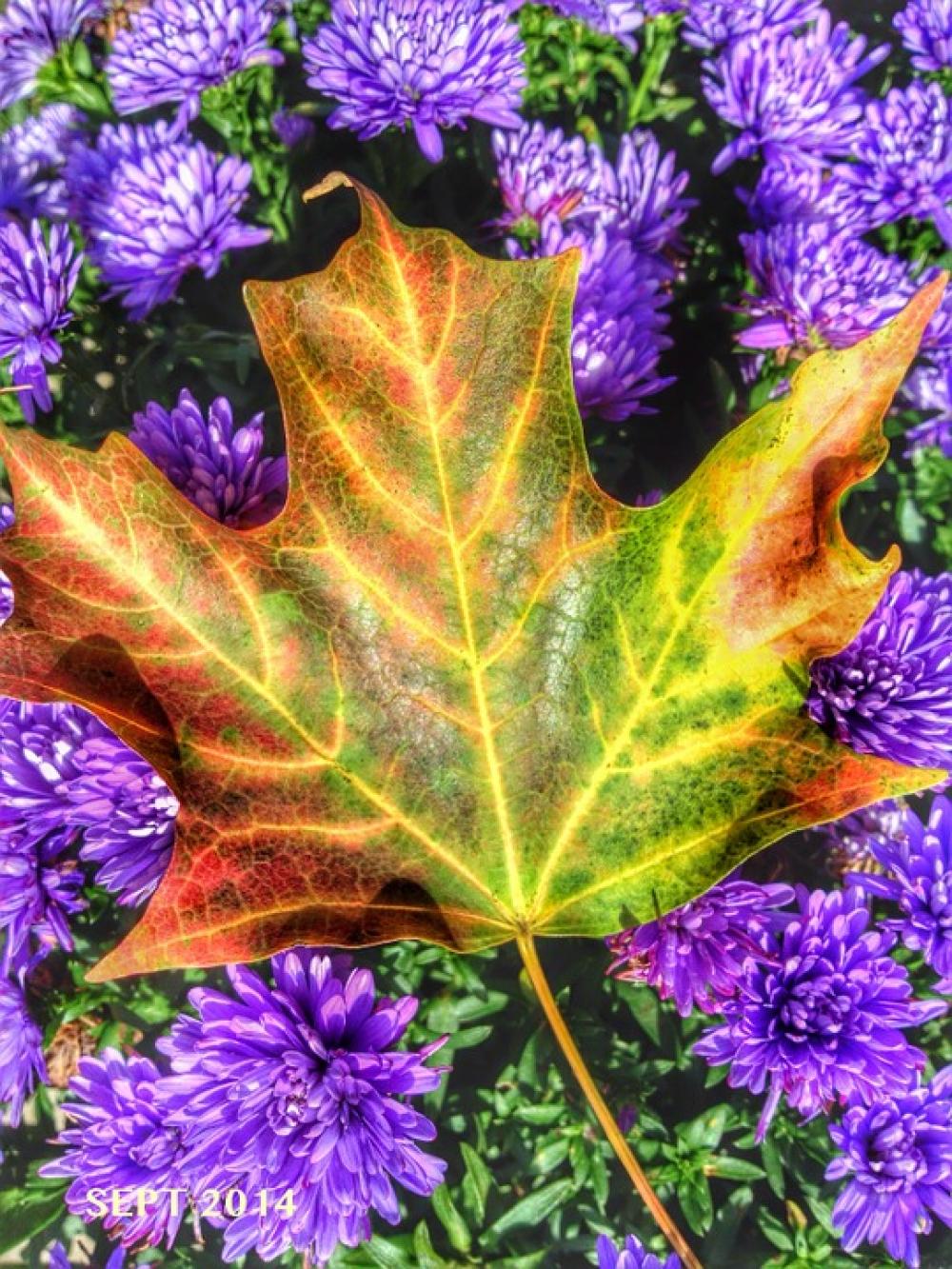 Maple Leaf Fall Colour Autumn Nature Leaves Maple Leaf Fall Colour Autumn Nature Leaves