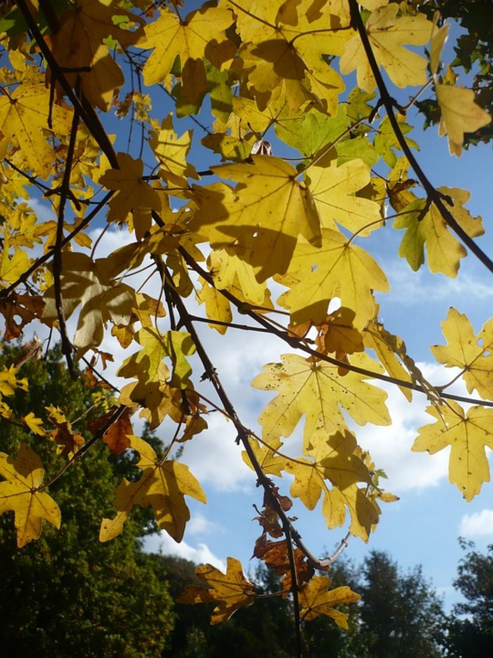 Maple Tree Leaves Autumn Nature Sky Landscapes Maple Tree Leaves Autumn Nature Sky Landscapes