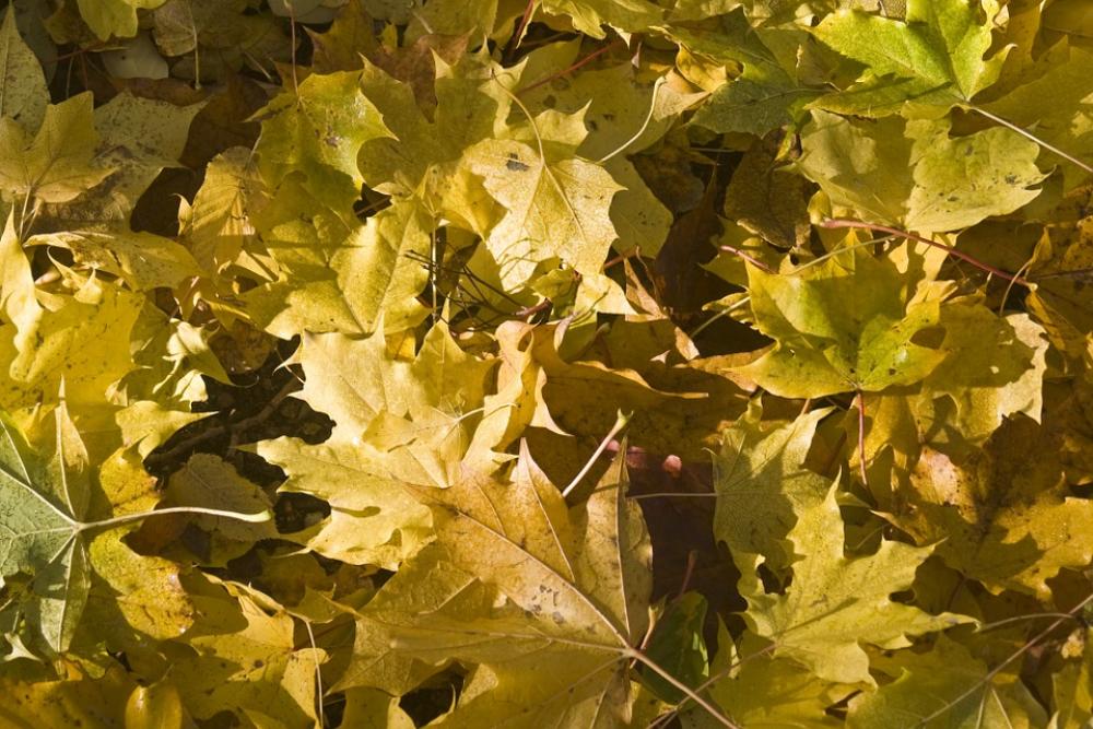 Maple Leaves Yellow Leaves Autumn Emerge Maple Leaves Yellow Leaves Autumn Emerge