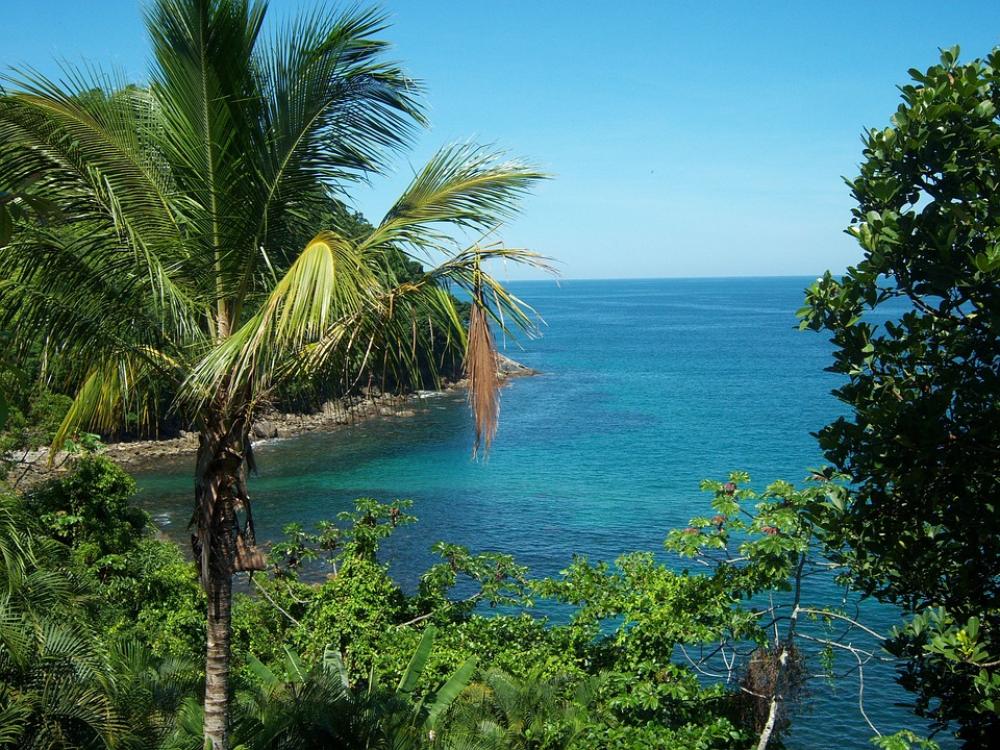 Mar Coconut Tree Vista Blue Sky São Sebastião Mar Coconut Tree Vista Blue Sky São Sebastião