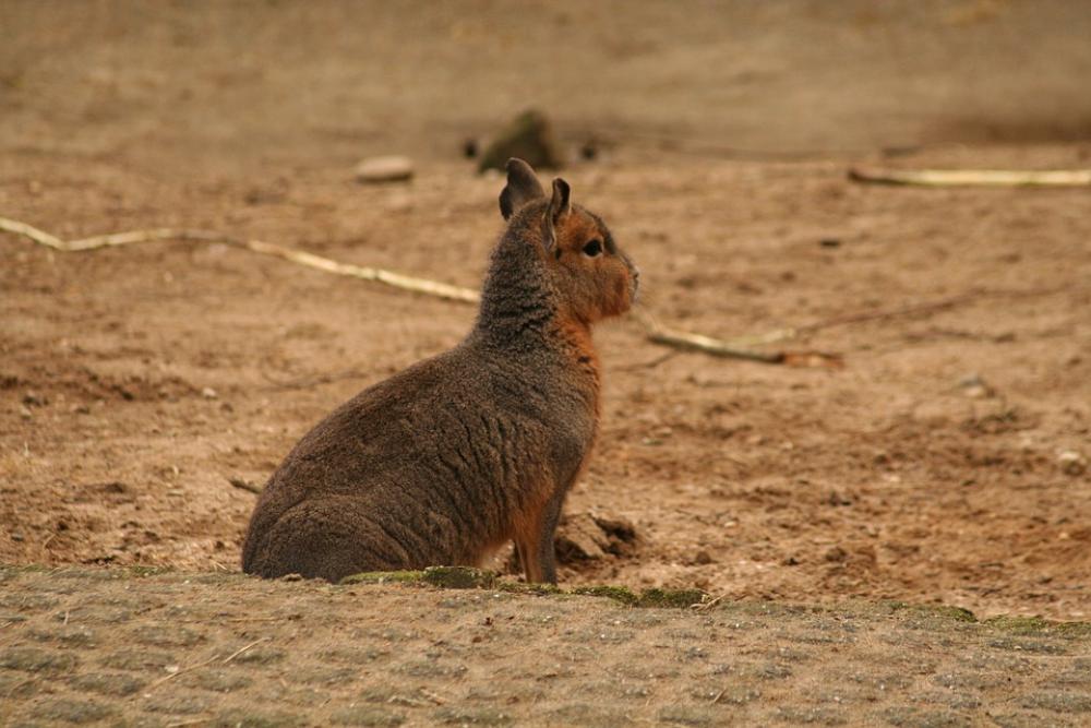 Mara Rodent Mammal Nature Mara Rodent Mammal Nature