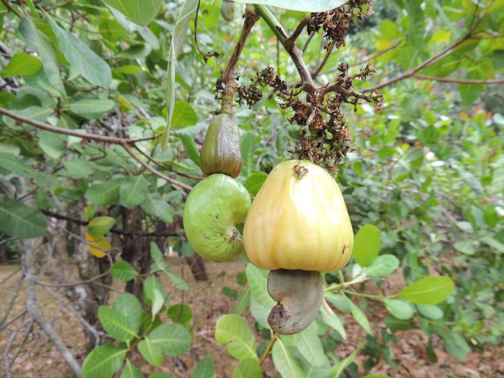 Marañón Fruit Food Marañón Fruit Food