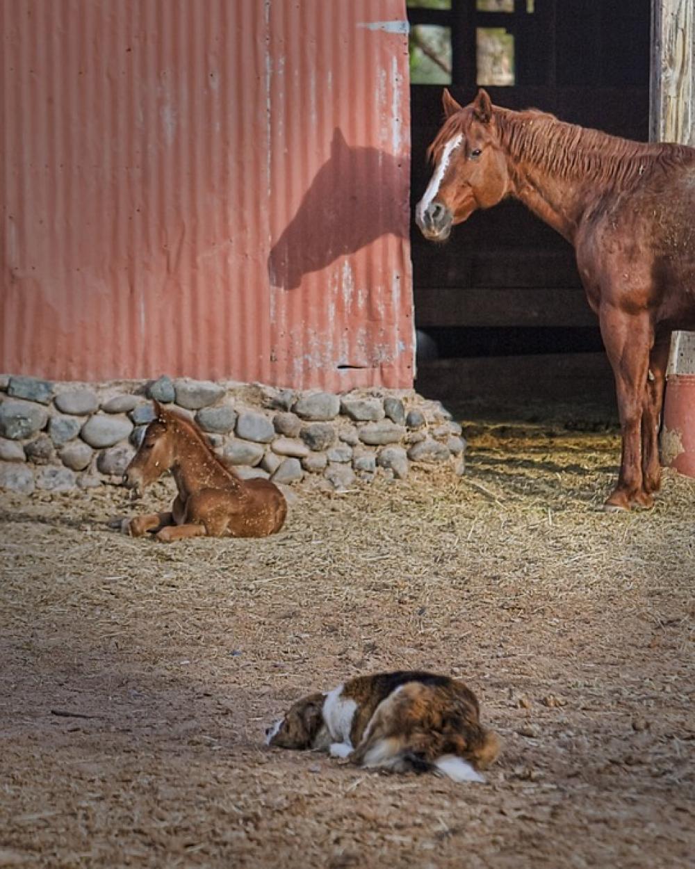 Mare Foal Dog Barn Horse Animal Nature Equine Mare Foal Dog Barn Horse Animal Nature Equine