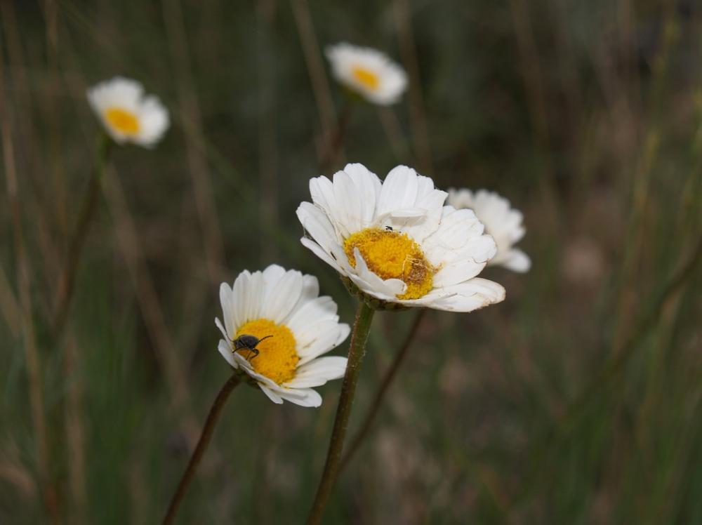 Margaritas Flowers White White And Yellow Nature Margaritas Flowers White White And Yellow Nature