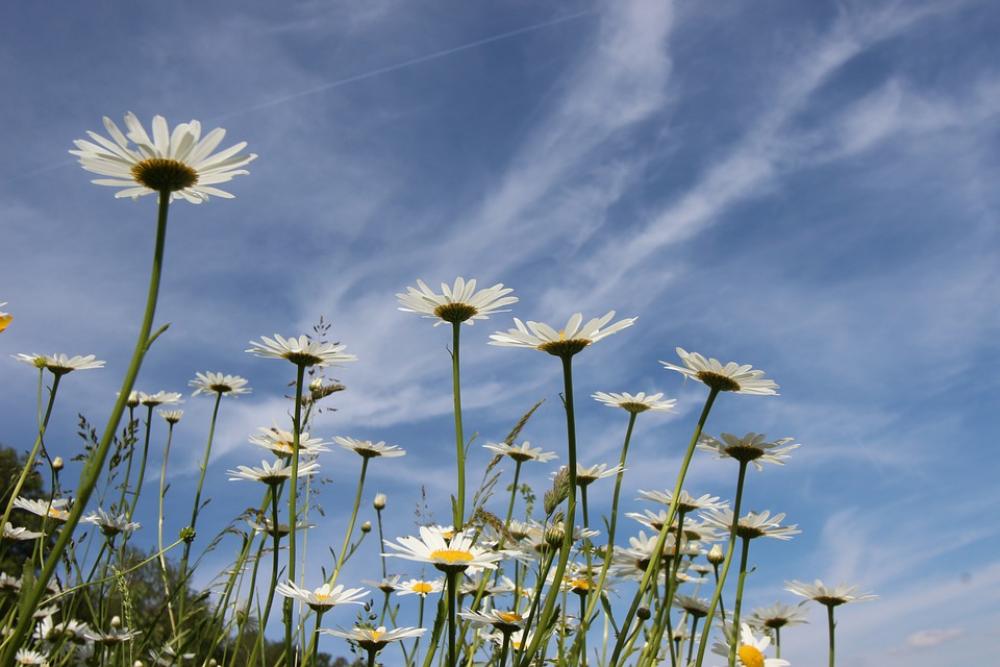 Marguerite Leucanthemum Composites Asteraceae Marguerite Leucanthemum Composites Asteraceae
