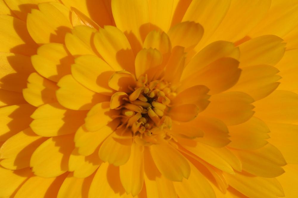 Marigold Flower Yellow Calendula Officinalis Marigold Flower Yellow Calendula Officinalis