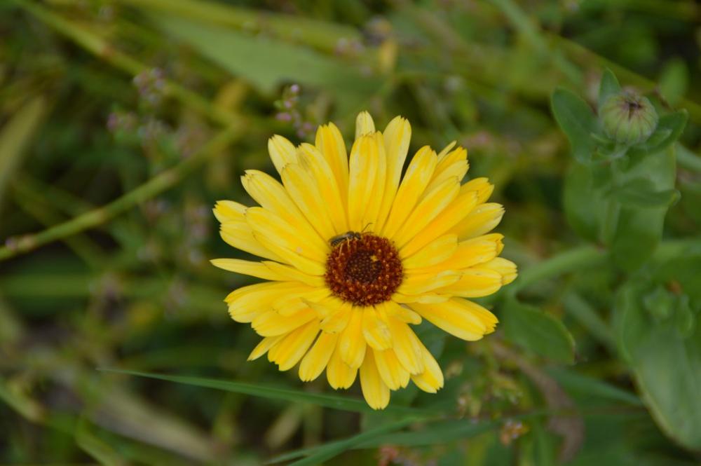 Marigold Flower Garden Yellow Nature Flora Marigold Flower Garden Yellow Nature Flora