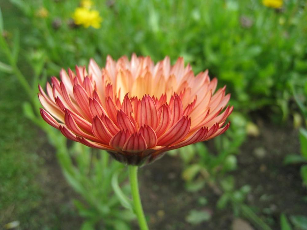 Marigold Garden Orange Autumn Buds Leaf Green Marigold Garden Orange Autumn Buds Leaf Green