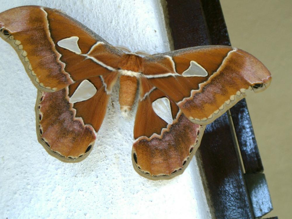 Mariposa Butterflies Nature Insects Animals Mariposa Butterflies Nature Insects Animals