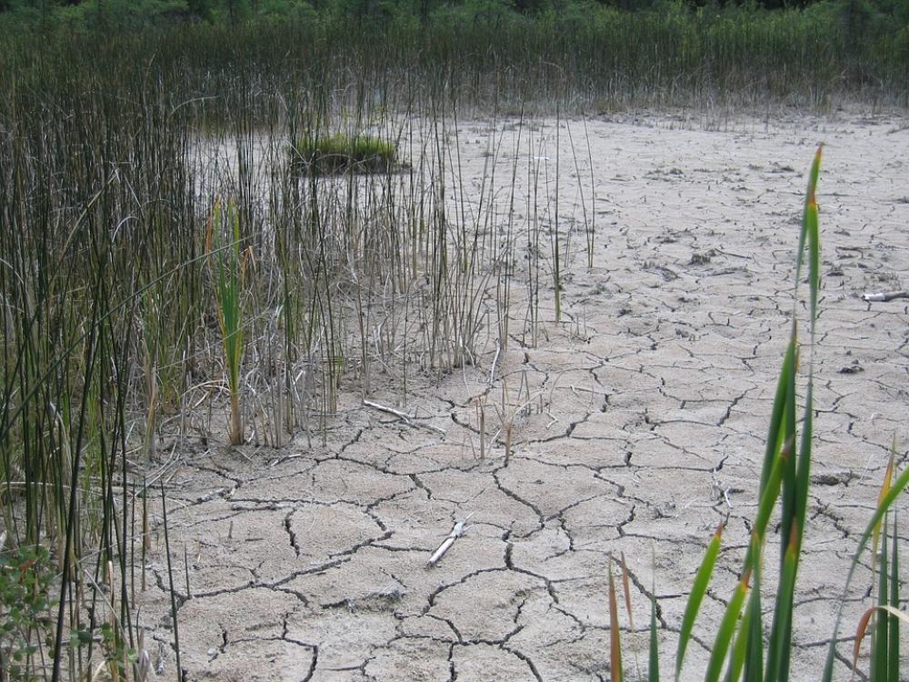 Marl Dry Pond Marlstone Cracked Wetland Bog Marl Dry Pond Marlstone Cracked Wetland Bog