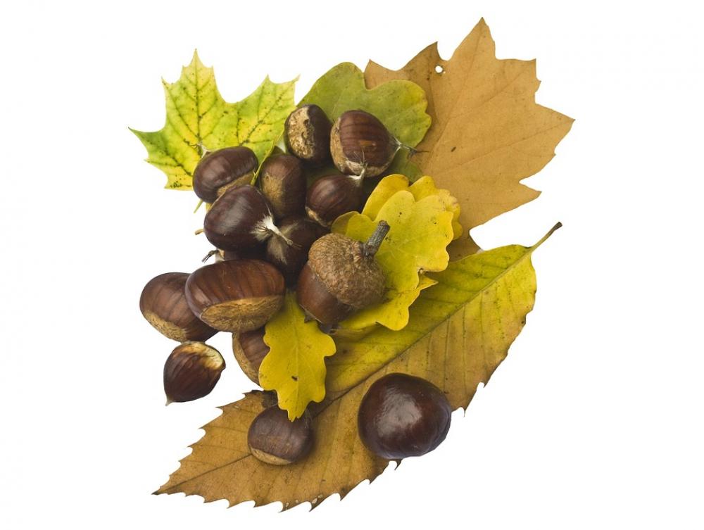 Maroni Sweet Chestnuts Fruits Brown Autumn Maroni Sweet Chestnuts Fruits Brown Autumn