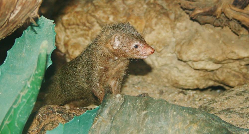 Marten Rodent Desert Animal Marten Rodent Desert Animal