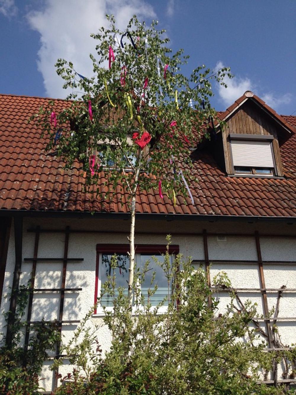 Maypole 1 May Maypole Set Up Need Old Tradition Maypole 1 May Maypole Set Up Need Old Tradition
