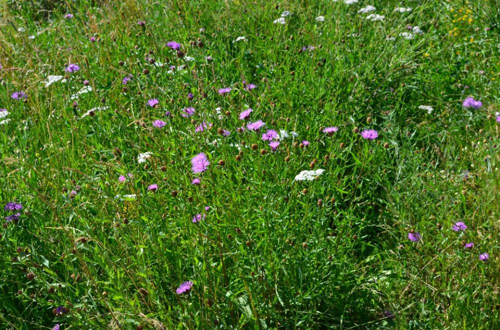 Meadow Flowers Summer Meadow Meadow Flowers Summer Meadow