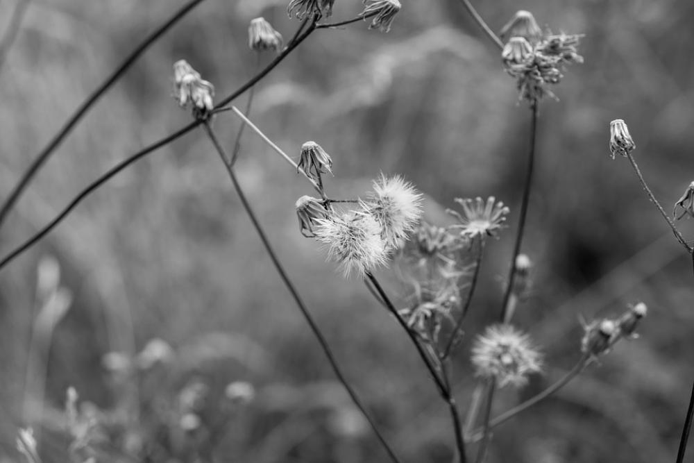 Meadow Idyll Rest Flower Grass Field Nature Grey Meadow Idyll Rest Flower Grass Field Nature Grey