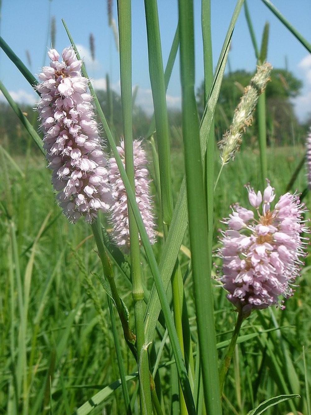 Meadow Spring Plantain Meadow Spring Plantain