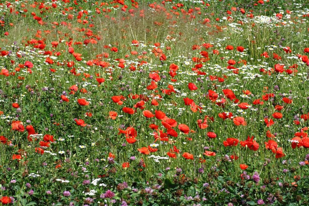 Meadow Nature Plant Poppy Red Poppy Flower Summer Meadow Nature Plant Poppy Red Poppy Flower Summer