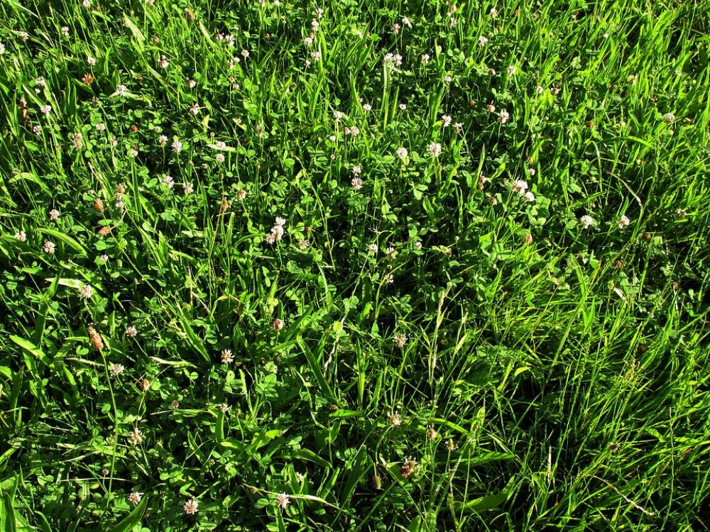 Meadow Klee Grass Flowers Pointed Flower Meadow Klee Grass Flowers Pointed Flower
