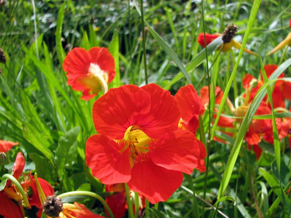 Meadow Red Flowers Blossom Bloom Nature Meadow Red Flowers Blossom Bloom Nature