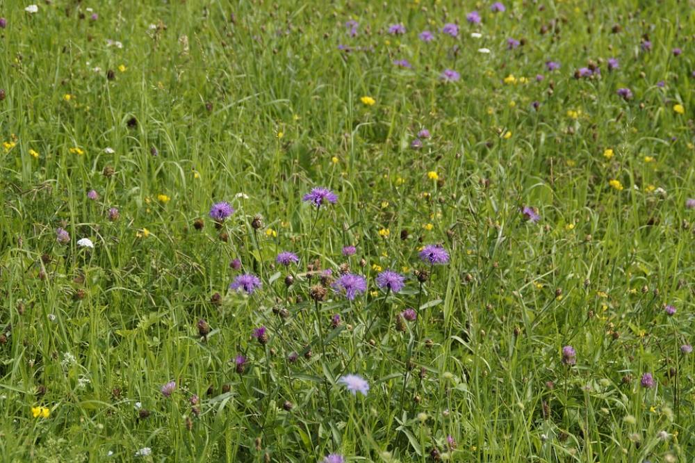 Meadow Flower Meadow Summer Summer Meadow Meadow Flower Meadow Summer Summer Meadow