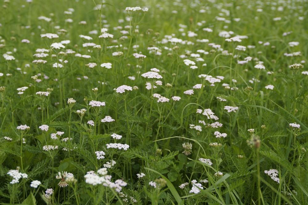 Meadow Grass Summer Summer Meadow White Green Meadow Grass Summer Summer Meadow White Green