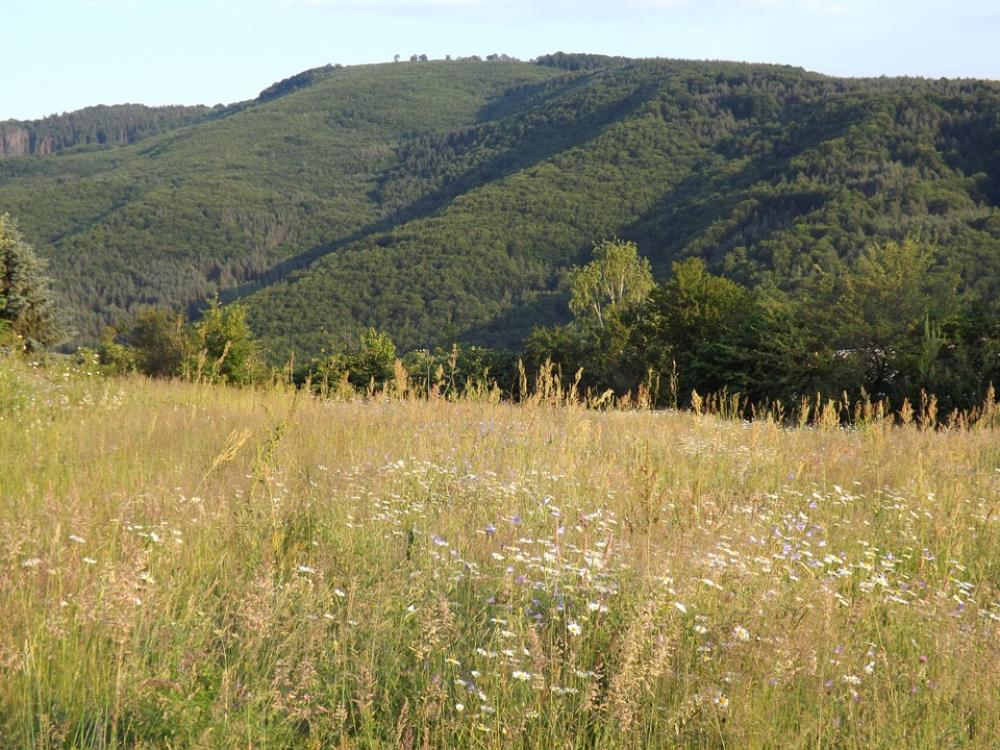 Meadow Hill Trees Nature Environment Natural Meadow Hill Trees Nature Environment Natural