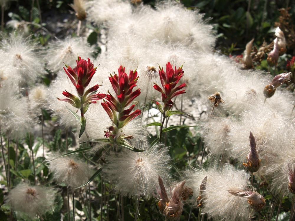 Meadow Indian Paint Brush Flowers Canada Meadow Indian Paint Brush Flowers Canada