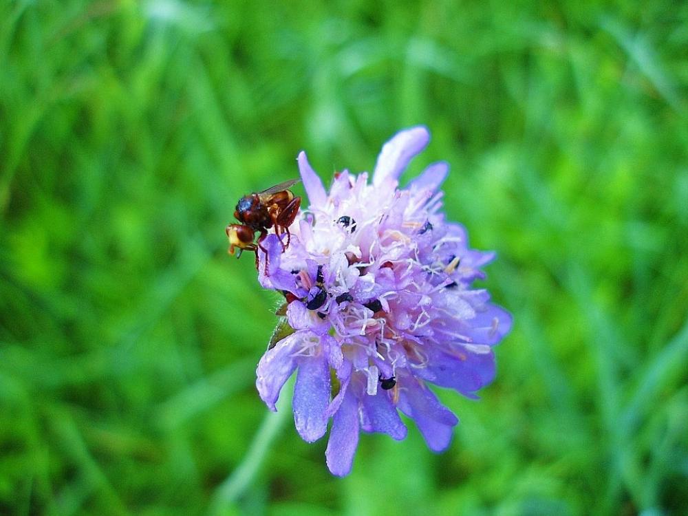 Meadow Insect Close Up Nature Bloom Meadow Insect Close Up Nature Bloom
