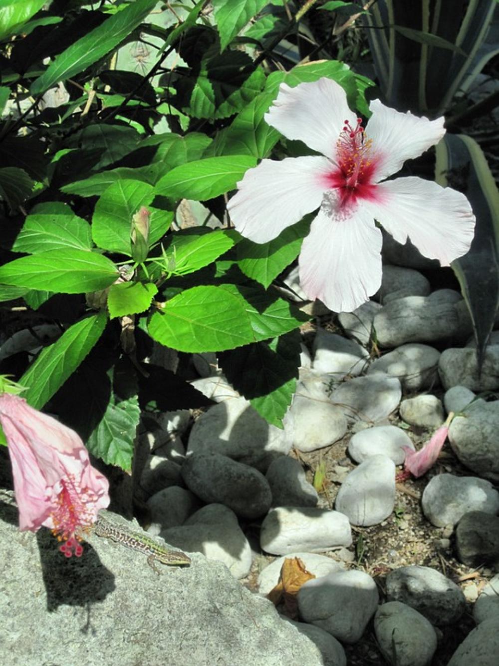 Mediterranean Ischia Hibiscus Flower Lizard Mediterranean Ischia Hibiscus Flower Lizard