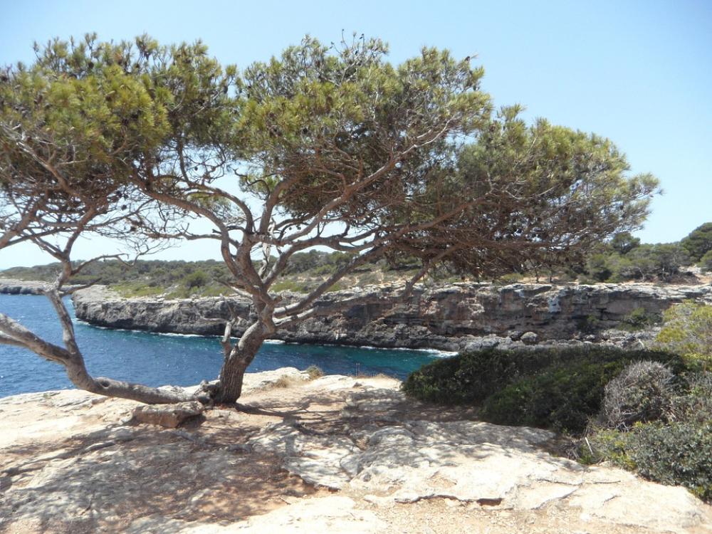 Mediterranean Sea Coast Rocky Coast Rocky Mallorca Mediterranean Sea Coast Rocky Coast Rocky Mallorca