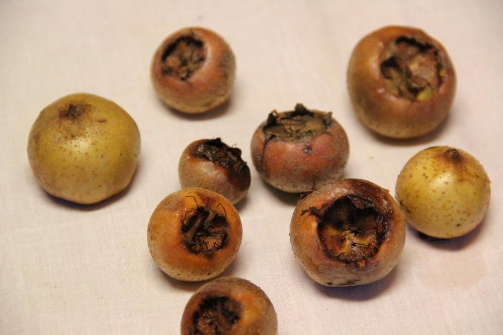 Medlar Mespilus Germanica Fruit Roses Crop Medlar Mespilus Germanica Fruit Roses Crop