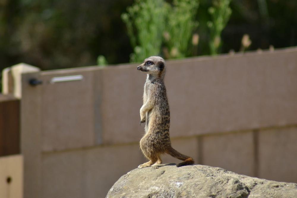 Meerkat Suricate Simples African Mammal Meerkat Suricate Simples African Mammal