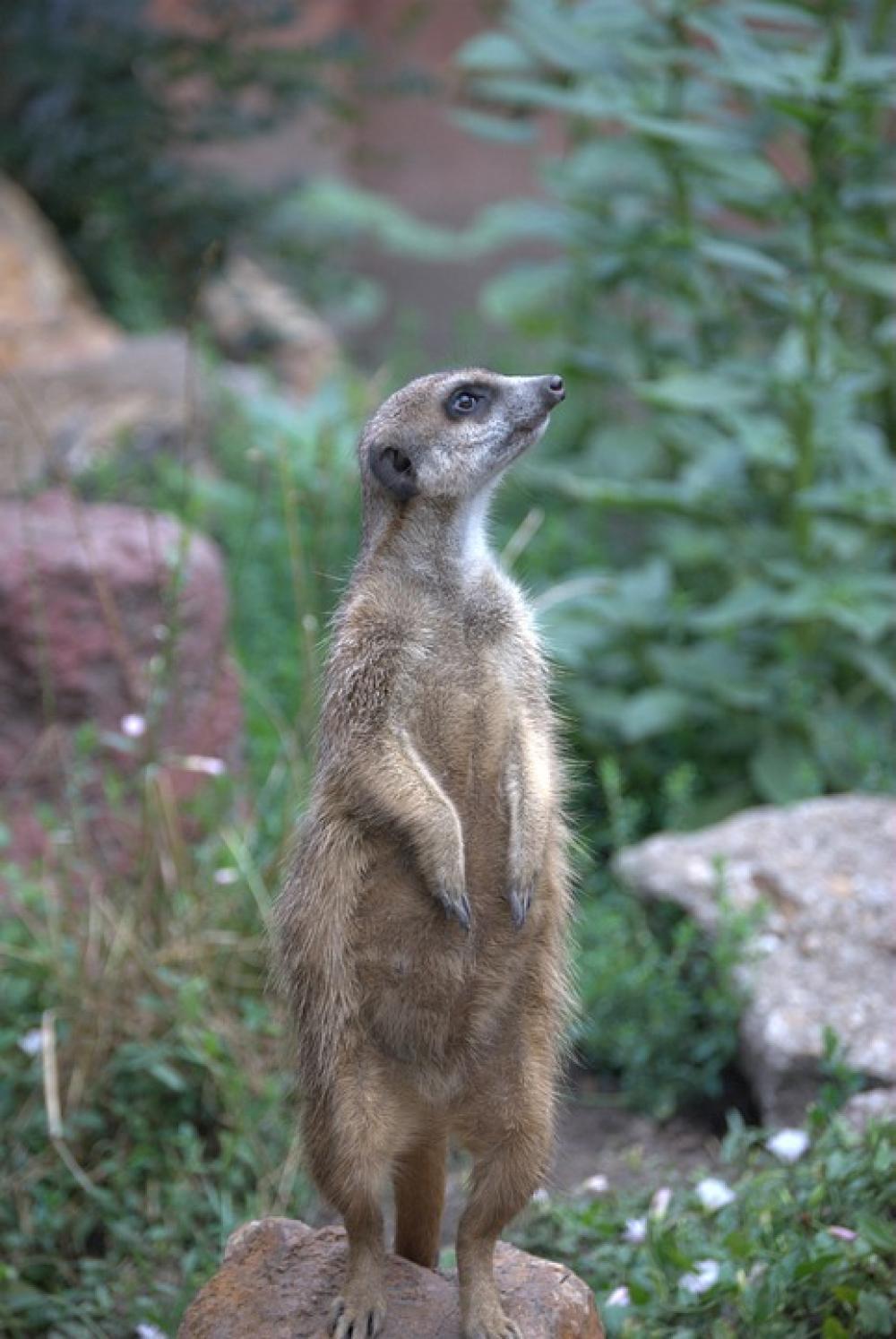 Meerkat Is Watching Guard Les Meerkat Is Watching Guard Les