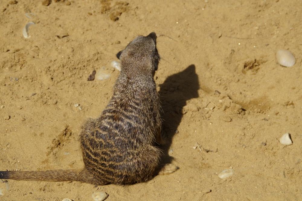 Meerkat Cute Animal World Sand Zoo Dry Curious Meerkat Cute Animal World Sand Zoo Dry Curious